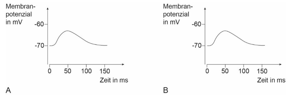 Zwei Diagramme (A,B) zeigen Membranpotenzial (mV) über Zeit (ms) mit kurzem Depolarisationspeak.